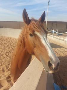 a brown horse standing next to a wooden fence at Working Line Traditional Equestrian Centre in Riyadh