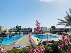 a view of a swimming pool with pink flowers at Sharm Reef Resort in Sharm El Sheikh