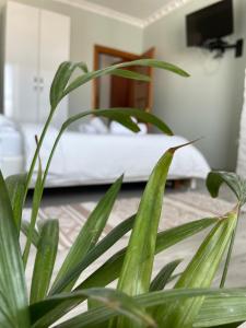 地拉那的住宿－Agroni Rooms，一种位于房间中的植物,床在后面