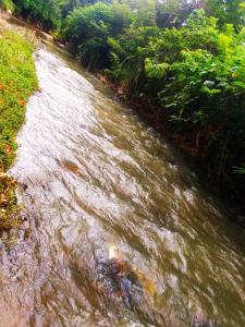 a stream of water next to trees and bushes at VIMAANAYA Cabana & Restaurant in Badulla