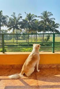 a dog looking out a window at palm trees at Bluebell Meadows 2BHK in Varca