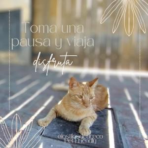 Eine Katze sitzt auf einem Tisch in der Sonne in der Unterkunft Los tilos in San Antonio de Areco