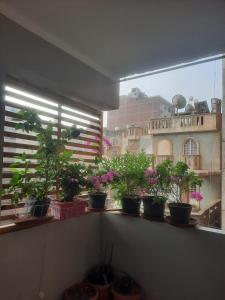 Ein Fenster mit einem Haufen Topfpflanzen drauf. in der Unterkunft غرفة بمنزل هادئ مناسب للعائلة in Kairo