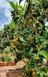 an orange tree with lots of oranges on it at Villa Despina in Saint Minas