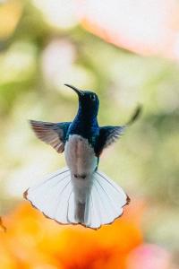 a humming bird is flying in the air at Villa Maria Tayrona, Jungle and Sea Experience in Los Naranjos