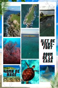 a collage of photos with a turtle in the ocean at La Casa des Lucioles in Saint-Louis