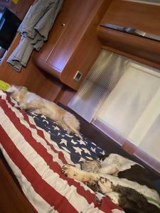 two dogs laying on top of an american flag bed at Ramsbytorp in Kågeröd