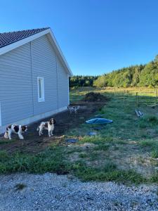 a group of dogs walking next to a house at Ramsbytorp in Kågeröd