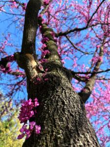 un arbre avec des fleurs roses sur son côté dans l'établissement La Papera Sciocca, à La Spezia