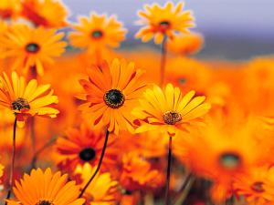 a bunch of yellow flowers in a field at Pensiunea Ronicson in Miloştea