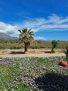 a field of flowers with a palm tree in the background at Melissa Apartments in Frangokastello