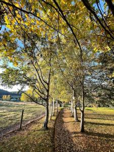 una fila de árboles en un camino en un campo en Maple Hill Cottage en Castle Forbes Bay