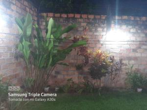 un mur en briques avec des plantes devant lui dans l'établissement Casa Hospedaje Aromas, à Tarapoto