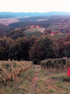 Fotografie z fotogalerie ubytování Gästehaus Grasch v destinaci Kitzeck im Sausal + 19 fotografií