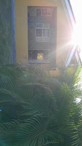 a plant in front of a building with the sunlight at LaMaison in Ocho Rios