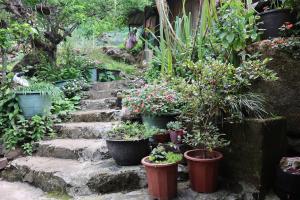 un jardín con macetas y flores en ollas en Homestay Man Hiếu en Bản Hon