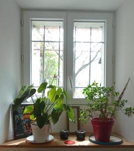 due piante in vaso sedute su un tavolo di fronte a una finestra di Alexa et compagnie a Mazamet