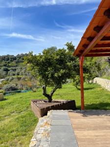 un arbre assis sur un banc à côté d'un champ dans l'établissement La casa dell'ulivo, à Imperia