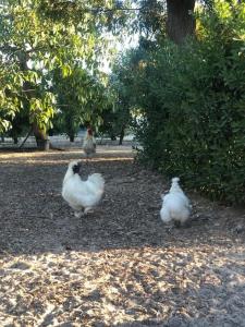 tres pollos blancos caminando por un parque en Quintinha Verde Azeitona, en Moita