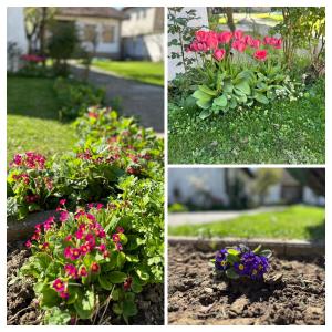 un collage de fotos de flores en un jardín en Garden Guesthouse en Gjakove