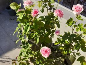 Une bande de roses roses dans un vase dans l'établissement 17 flats and Roof Garden, à Athènes