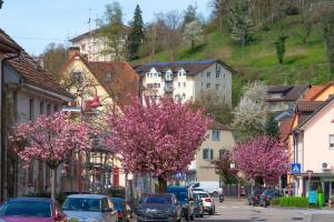 a town with cars parked on a street with flowering trees at Homestay in Waldshut-Tiengen