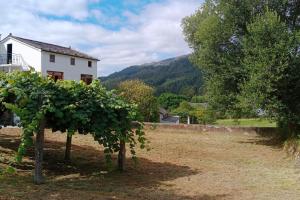 a vineyard with a house and trees in a field at Casa Calvo in Viveiro
