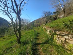 un sentiero sul fianco di una collina con un albero di Alexa et compagnie a Mazamet