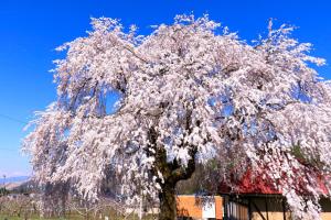 a tree with white flowers on it in a field at Fujiiso (Adult Only) in Takayama