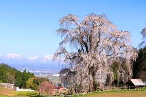 un gran árbol en una colina con montañas en el fondo en Fujiiso (Adult Only), en Takayama
