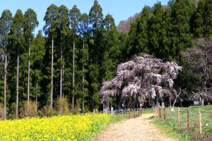 a tree on a dirt road next to a field at Fujiiso (Adult Only) in Takayama