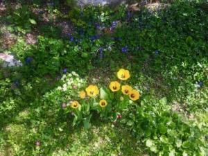 a group of yellow flowers in the grass at Casa Marili, das charmante Ferienhaus in Seewis