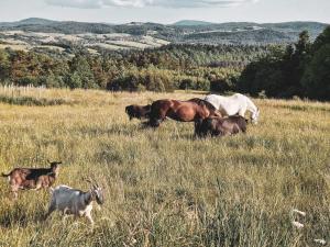 eine Gruppe von Pferden und einem Hund auf einem Feld in der Unterkunft Nomads' Hill in Poraż