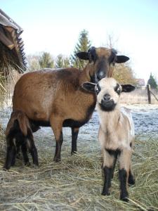 a mother goat standing next to a baby lamb at Ferienhaus in Kienitz mit Grill, Terrasse und Garten in Letschin