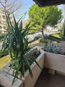 a potted plant sitting in two concrete planters at l'appart' in Marseille +4 photos