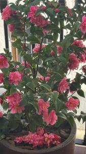 Κήπος έξω από το Casa Rural Las Camelias