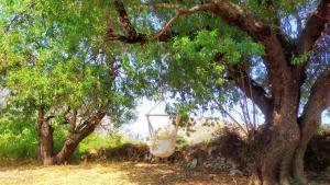 A garden outside Almond trees house