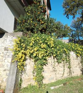 列澤的住宿－Appartamento Mërqi，墙上有黄色花的灌木