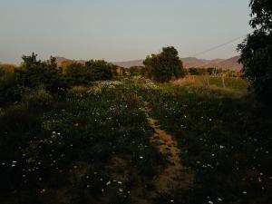 un camino de tierra en un campo con flores en CHK Emerald Villa’s Pushkar en Pushkar