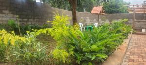 un jardín con 2 sillas de césped y plantas en Solace Guest House, en Entebbe
