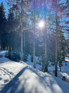 eine Sonne, die durch Bäume in einem schneebedeckten Wald scheint in der Unterkunft Ferienwohnung Dalematiner in Nauders