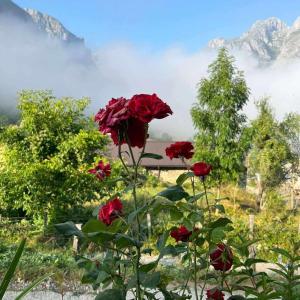 a rose bush with red roses in front of mountains at Dedushi guesthouse &wod cabin-camping place in Gusinje