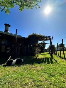 a dog laying in the grass next to a barn at Hostal El Encuentro in Bella Vista +9 photos