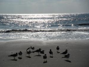 un gruppo di uccelli in piedi sulla spiaggia di Carisbrooke Inn Bed & Breakfast a Ventnor City