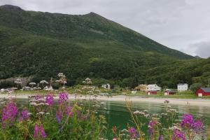 a small town next to a mountain with purple flowers at Norwegian house Maria Stua in Mefjordvær