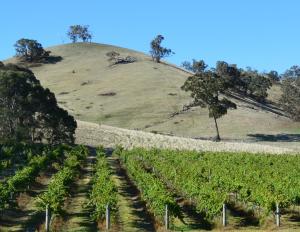 um campo de videiras com uma colina ao fundo em Blue House at Mountainside Wines em Mount Cole