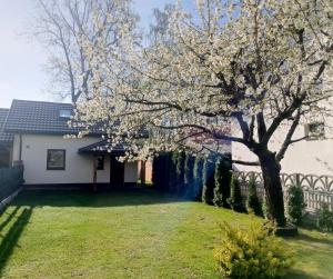 una magnolia en el patio de una casa en Mini house, en Solec-Zdrój