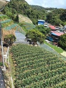 a large field of plants on a hill with houses at Sri Juliana Chalet in Tanah Rata