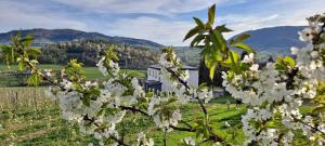a tree with white flowers in front of a building at Owocowe Wzgórze in Tęgoborze