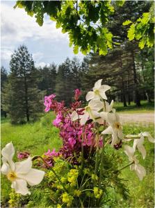 ein Blumenstrauß auf einem Feld in der Unterkunft Sveti Pantelejmon Divčibare in Divčibare + 19 Fotos